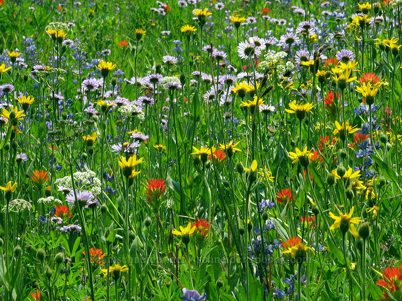 wildflowers near Whitewater Creek (Arnica mollis, Erigeron glacialis var. glacialis, Castilleja suksdorfii, Lupinus latifolius, Ligusticum grayi) [Pacific Crest Trail, Mt. Jefferson Wilderness, Marion County, Oregon]