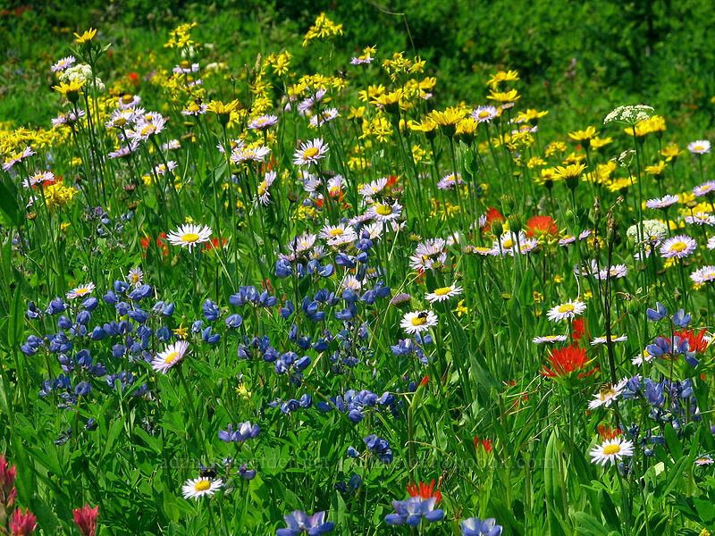 wildflowers near Whitewater Creek (Arnica mollis, Erigeron glacialis var. glacialis, Castilleja suksdorfii, Lupinus latifolius, Castilleja parviflora var. oreopola) [Pacific Crest Trail, Mt. Jefferson Wilderness, Marion County, Oregon]