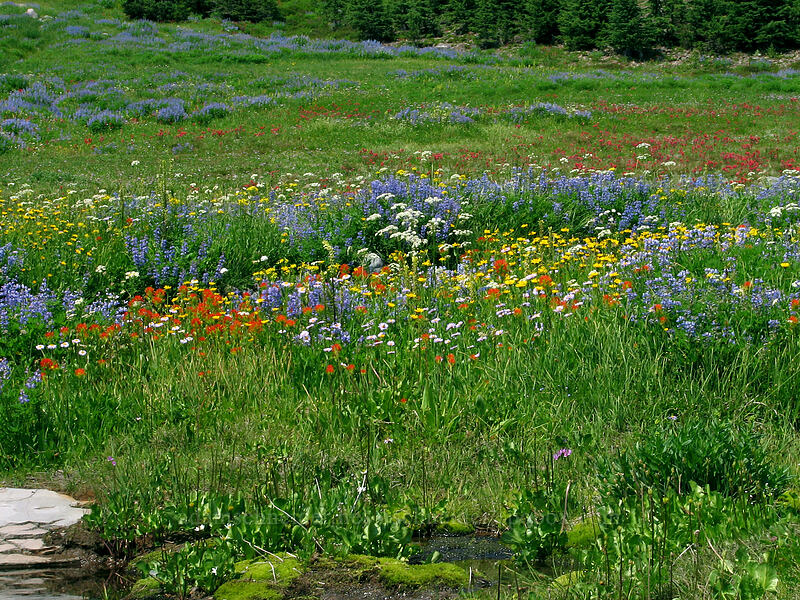 wildflowers (Castilleja suksdorfii, Arnica mollis, Ligusticum grayi, Lupinus latifolius, Erigeron glacialis var. glacialis) [Breitenbush River, Jefferson Park, Mt. Jefferson Wilderness, Marion County, Oregon]