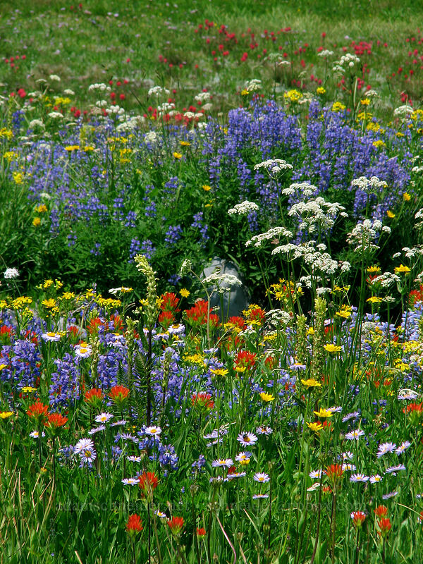wildflowers (Castilleja suksdorfii, Arnica mollis, Ligusticum grayi, Lupinus latifolius, Erigeron glacialis var. glacialis) [Breitenbush River, Jefferson Park, Mt. Jefferson Wilderness, Marion County, Oregon]