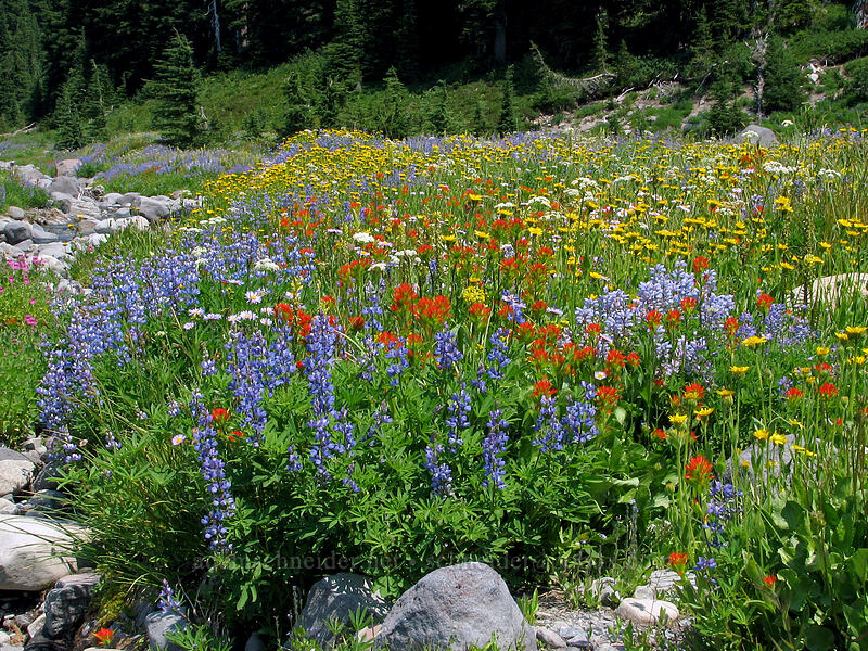 wildflowers (Lupinus latifolius, Castilleja suksdorfii, Arnica mollis, Erigeron glacialis var. glacialis, Erythranthe lewisii (Mimulus lewisii), Ligusticum grayi) [Breitenbush River, Jefferson Park, Mt. Jefferson Wilderness, Marion County, Oregon]