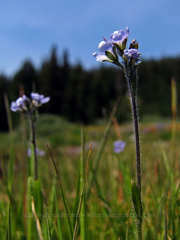 alpine speedwell (Veronica wormskjoldii) [Breitenbush River, Jefferson Park, Mt. Jefferson Wilderness, Marion County, Oregon]