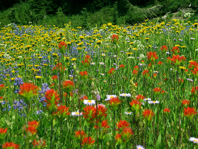 wildflowers (Castilleja suksdorfii, Arnica mollis, Erigeron glacialis var. glacialis, Lupinus latifolius) [Breitenbush River, Jefferson Park, Mt. Jefferson Wilderness, Marion County, Oregon]