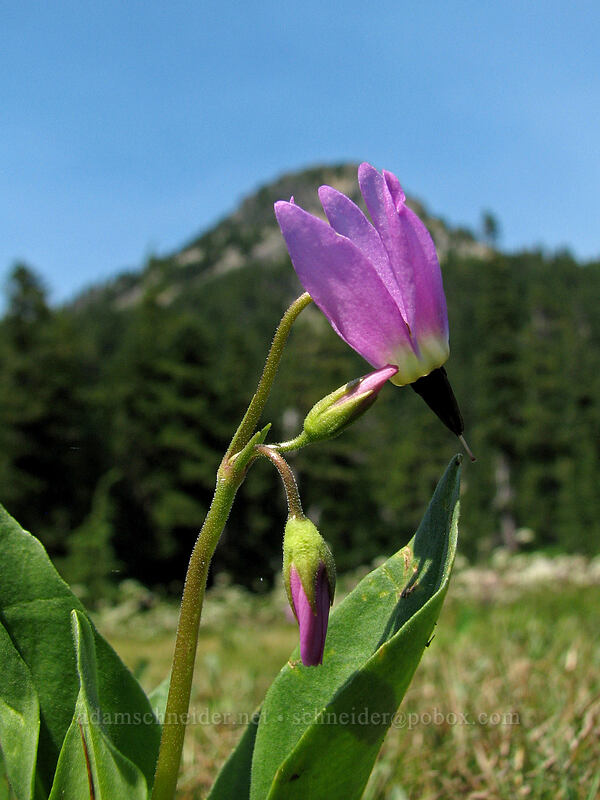 tall mountain shooting star (Dodecatheon jeffreyi (Primula jeffreyi)) [Jefferson Park, Mt. Jefferson Wilderness, Marion County, Oregon]