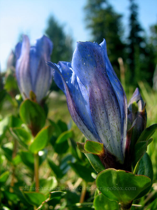 explorer's gentian (Gentiana calycosa) [Jefferson Park, Mt. Jefferson Wilderness, Marion County, Oregon]