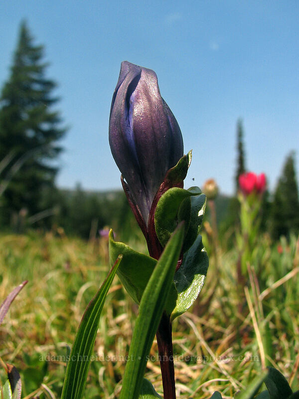 explorer's gentian (Gentiana calycosa) [Jefferson Park, Mt. Jefferson Wilderness, Marion County, Oregon]