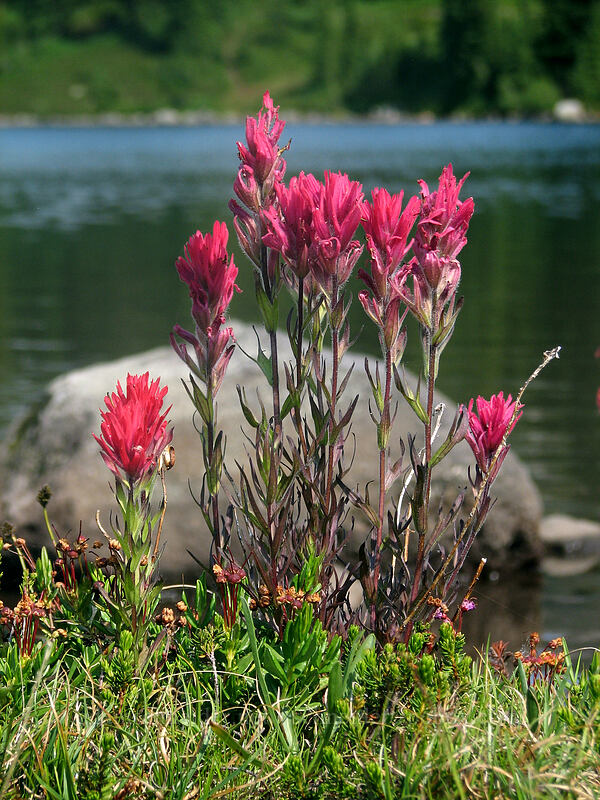magenta paintbrush (Castilleja parviflora var. oreopola) [Scout Lake, Jefferson Park, Mt. Jefferson Wilderness, Marion County, Oregon]