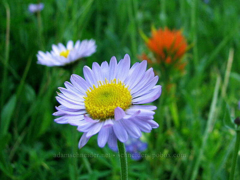 fleabane & paintbrush (Erigeron glacialis var. glacialis, Castilleja sp.) [Pacific Crest Trail, Mt. Jefferson Wilderness, Marion County, Oregon]