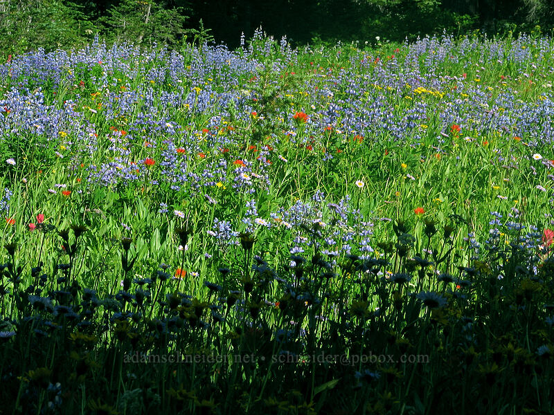 wildflowers & shadows [Pacific Crest Trail, Mt. Jefferson Wilderness, Marion County, Oregon]