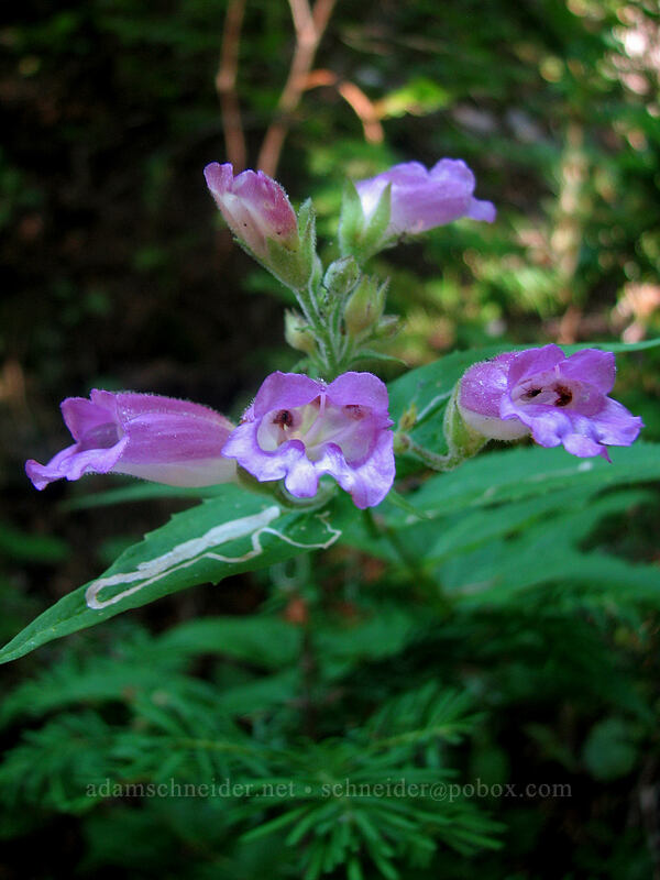 turtle-head beard-tongue (Nothochelone nemorosa) [Whitewater Trail, Mt. Jefferson Wilderness, Marion County, Oregon]