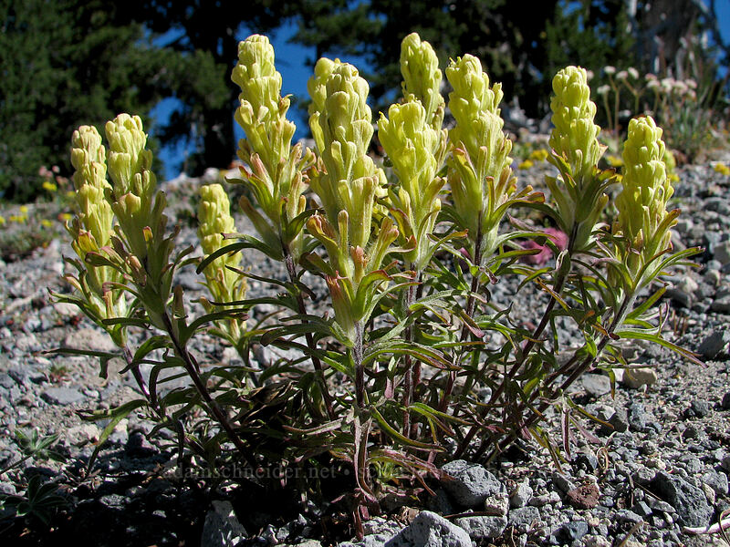 cobwebby paintbrush (Castilleja arachnoidea) [South Sister Trail, Three Sisters Wilderness, Deschutes County, Oregon]