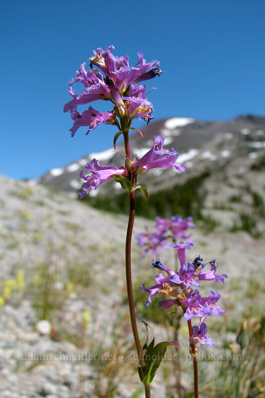 ash penstemon (Penstemon cinicola) [South Sister Trail, Three Sisters Wilderness, Deschutes County, Oregon]