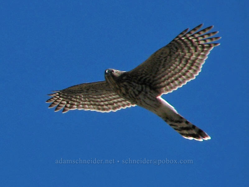 northern harrier (female) (Circus hudsonius (Circus cyaneus hudsonius)) [South Sister Trail, Three Sisters Wilderness, Deschutes County, Oregon]
