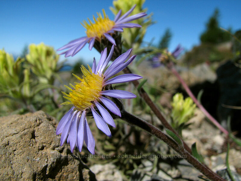 tundra asters (Oreostemma alpigenum var. alpigenum (Aster alpigenus)) [South Sister Trail, Three Sisters Wilderness, Deschutes County, Oregon]