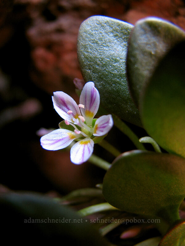 alpine spring-beauty (Claytonia megarhiza) [South Sister Trail, Three Sisters Wilderness, Lane County, Oregon]