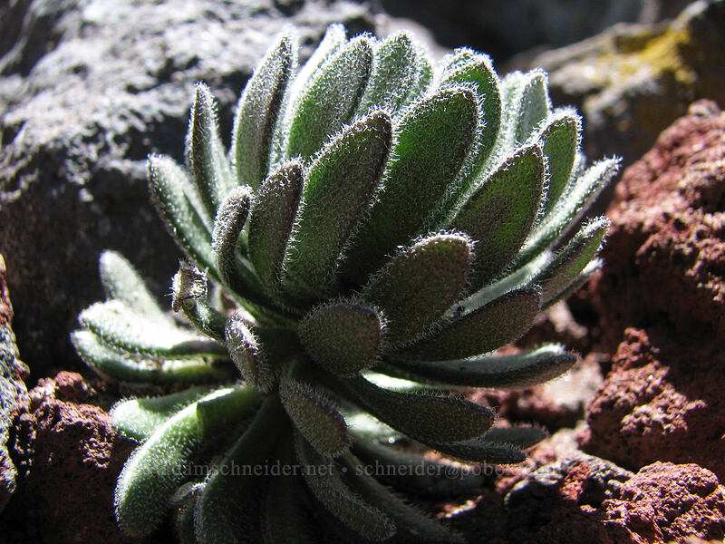 Mt. Lassen draba leaves (Draba aureola) [South Sister crater rim, Three Sisters Wilderness, Lane County, Oregon]