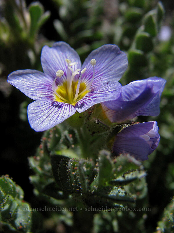 Jacob's ladder (Polemonium pulcherrimum ssp. pulcherrimum) [South Sister crater rim, Three Sisters Wilderness, Lane County, Oregon]