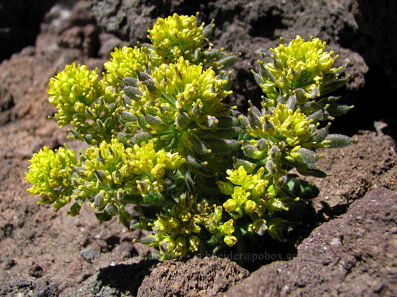 Mt. Lassen draba (Draba aureola) [South Sister crater rim, Three Sisters Wilderness, Lane County, Oregon]