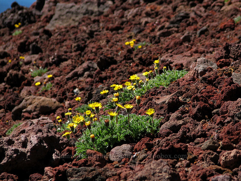 dwarf hulsea (Hulsea nana) [South Sister Trail, Three Sisters Wilderness, Deschutes County, Oregon]