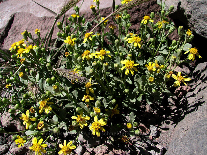 dwarf mountain groundsel (Senecio fremontii) [South Sister Trail, Three Sisters Wilderness, Deschutes County, Oregon]