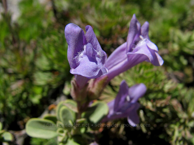 Davidson's penstemon (Penstemon davidsonii) [South Sister Trail, Three Sisters Wilderness, Deschutes County, Oregon]