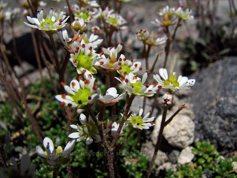 Tolmie's saxifrage (Micranthes tolmiei (Saxifraga tolmiei)) [South Sister Trail, Three Sisters Wilderness, Deschutes County, Oregon]