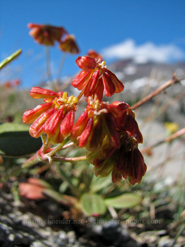 marum-leaved buckwheat (Eriogonum marifolium) [South Sister Trail, Three Sisters Wilderness, Deschutes County, Oregon]