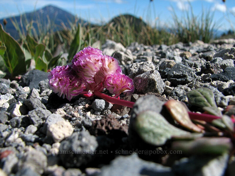 pussypaws (Calyptridium umbellatum (Cistanthe umbellata)) [South Sister Trail, Three Sisters Wilderness, Deschutes County, Oregon]
