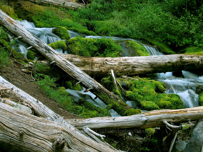 Hell Creek [South Sister Trail, Three Sisters Wilderness, Deschutes County, Oregon]