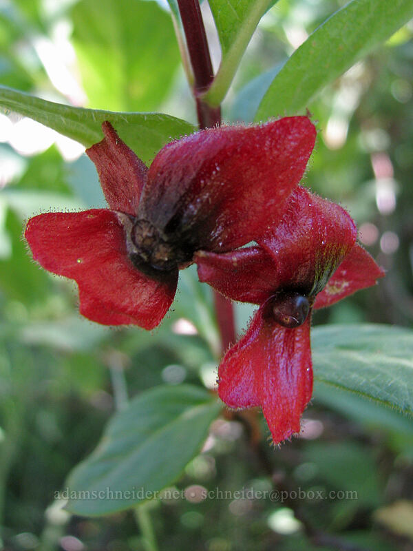 black twinberry (Lonicera involucrata) [Devil's Lake trailhead, Three Sisters Wilderness, Deschutes County, Oregon]