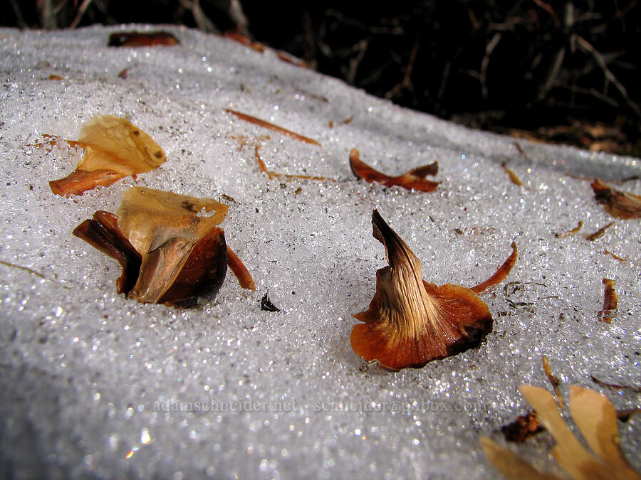 fir seeds (Abies sp.) [Ptarmigan Trail, Mt. St. Helens National Volcanic Monument, Skamania County, Washington]