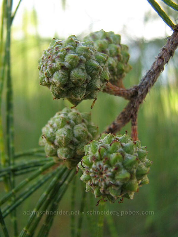 ironwood fruit (Casuarina equisetifolia) [Moloa'a Bay, Anahola, Kaua'i, Hawaii]