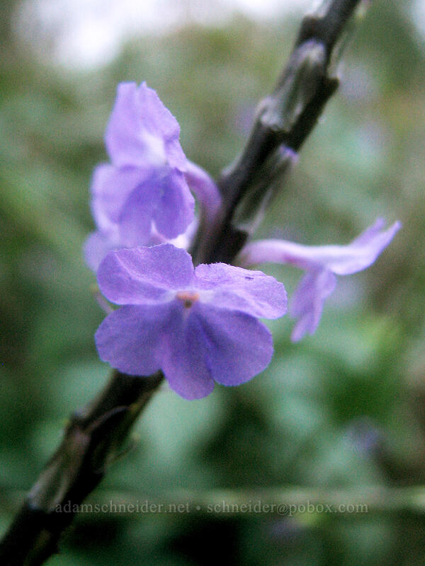 Jamaica vervain (Stachytarpheta jamaicensis) [Larsen's Beach, Kilauea, Kaua'i, Hawaii]