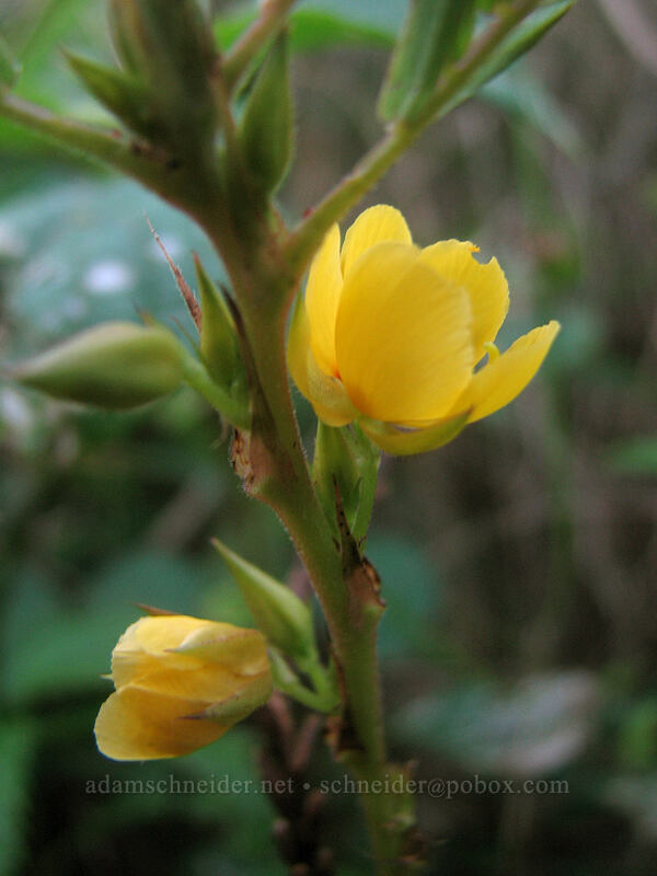 partridge pea (Chamaecrista nictitans) [Larsen's Beach, Kilauea, Kaua'i, Hawaii]