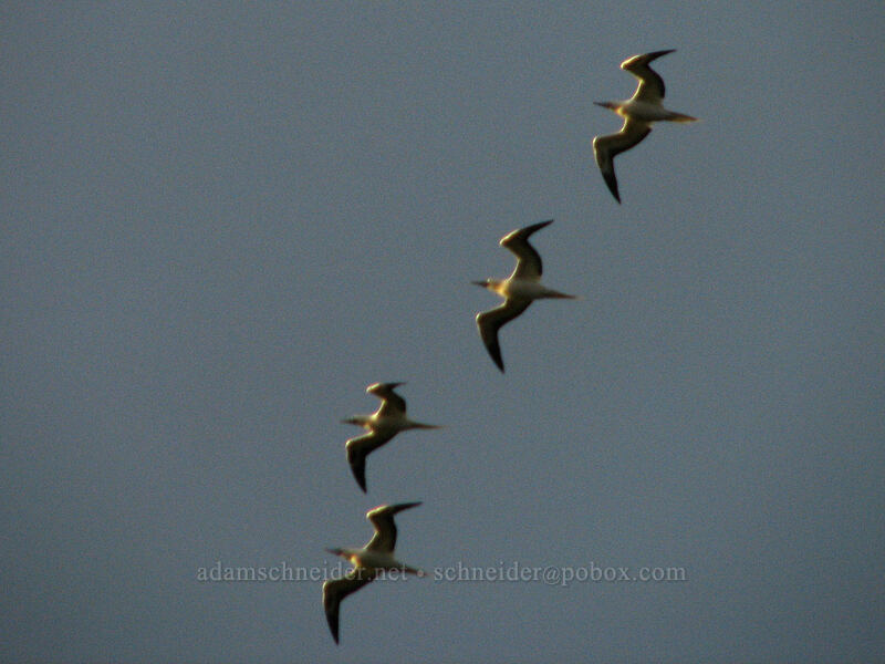 red-footed boobies (Sula sula) [Larsen's Beach, Kilauea, Kaua'i, Hawaii]