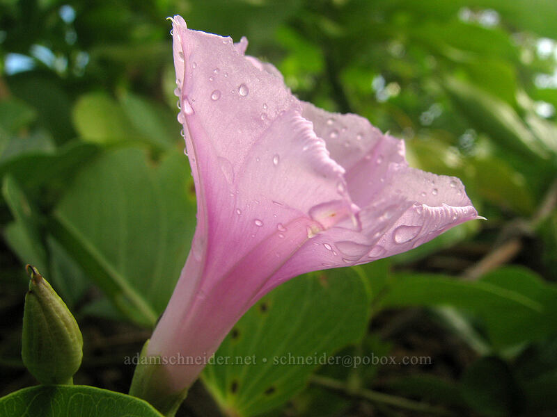 beach morning-glory (pohuehue) (Ipomoea pes-caprae) [Larsen's Beach, Kilauea, Kaua'i, Hawaii]