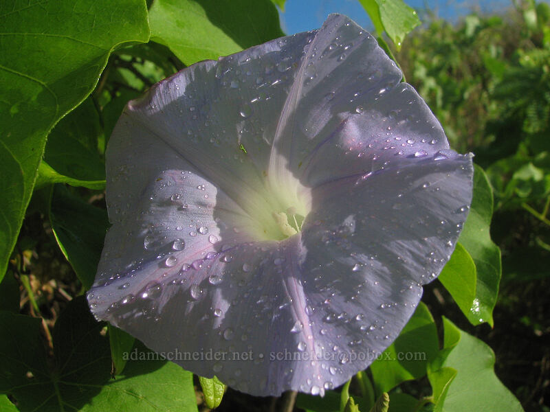 Indian morning-glory (koali 'awa) (Ipomoea indica) [Larsen's Beach, Kilauea, Kaua'i, Hawaii]