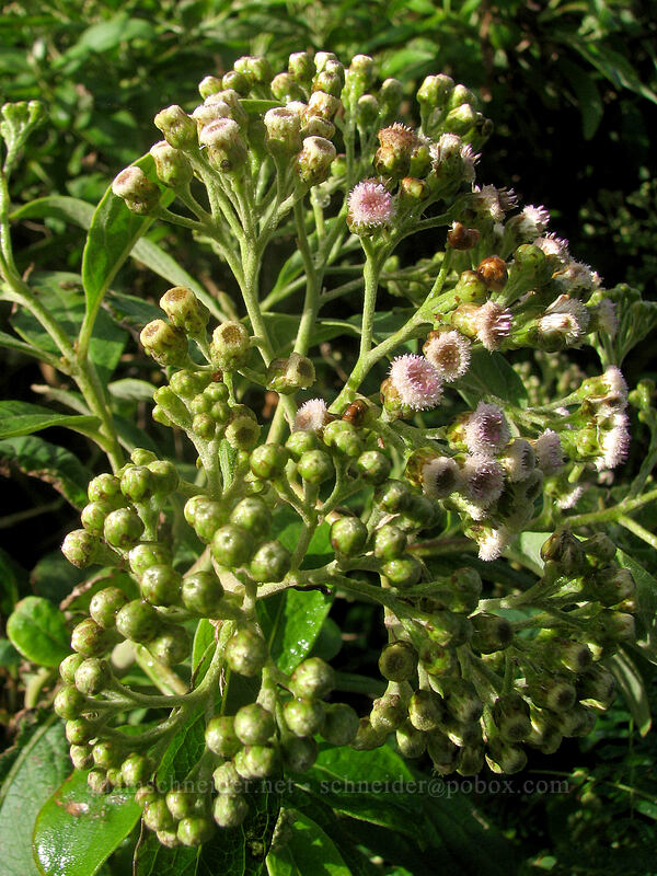 sourbush (Pluchea carolinensis) [Larsen's Beach, Kilauea, Kaua'i, Hawaii]