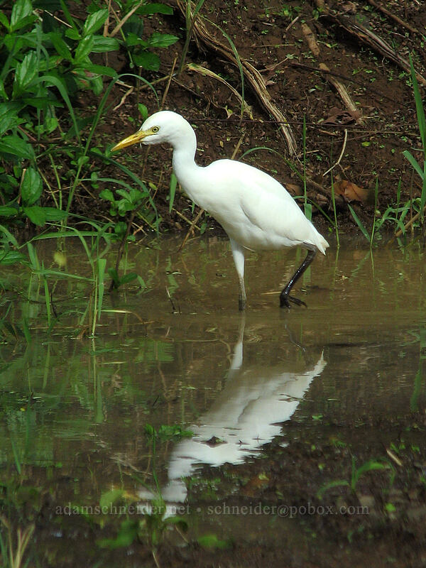 cattle egret  (Bubulcus ibis) ['Okolehao Trailhead, Hanalei Valley, Kaua'i, Hawaii]