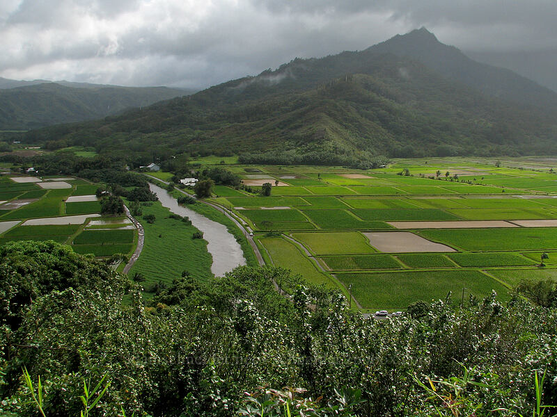Hanalei Valley [Hanalei Valley overlook, Princeville, Kaua'i, Hawaii]