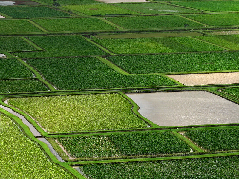 taro fields [Hanalei Valley overlook, Princeville, Kaua'i, Hawaii]