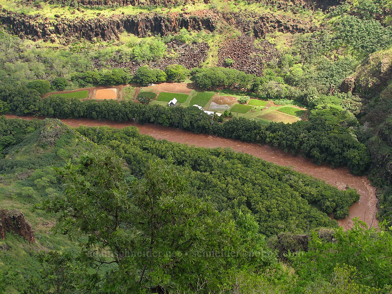 houses on the Waimea River [Waimea Canyon Drive, Waimea, Kaua'i, Hawaii]