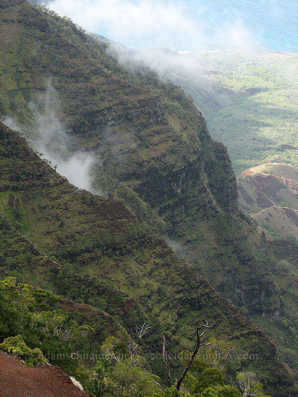Kalalau Valley [Pu'u o Kila Lookout, Koke'e State Park, Kaua'i, Hawaii]