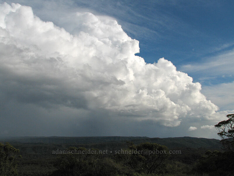 thunderstorms over Alaka'i Swamp [Pu'u o Kila Lookout, Koke'e State Park, Kaua'i, Hawaii]