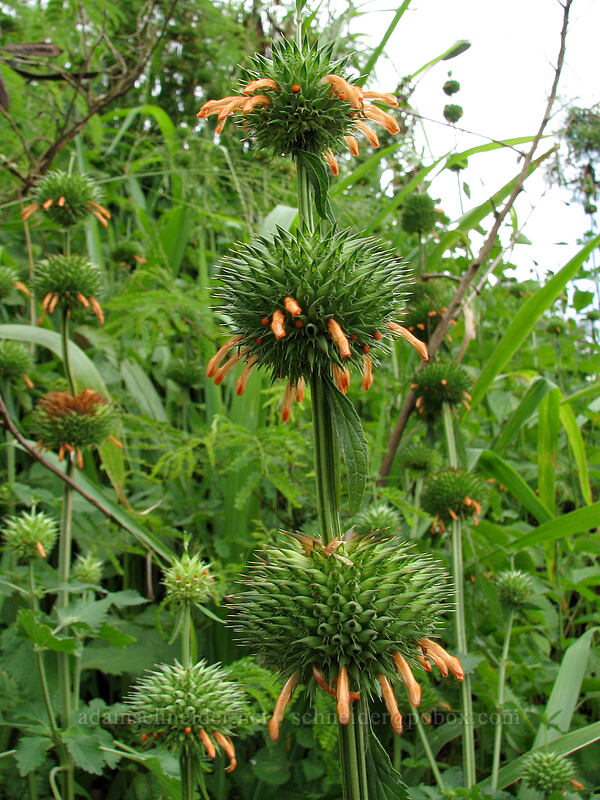 lion's ear (Leonotis nepetifolia) [Koloa Landing, Po'ipu, Kaua'i, Hawaii]