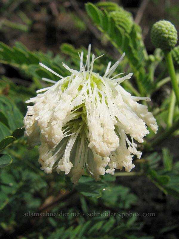 soggy lead-tree (koa haole) flower (Leucaena leucocephala) [Koloa Landing, Po'ipu, Kaua'i, Hawaii]