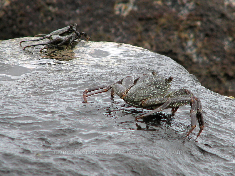 crabs ['Aliomanu Beach, Anahola, Kaua'i, Hawaii]