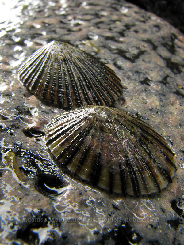 limpets ['Aliomanu Beach, Anahola, Kaua'i, Hawaii]