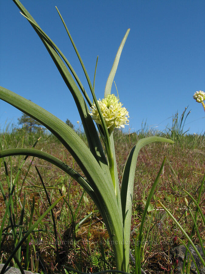 meadow death-camas (Toxicoscordion venenosum (Zigadenus venenosus)) [Catherine Creek, Gifford Pinchot National Forest, Klickitat County, Washington]