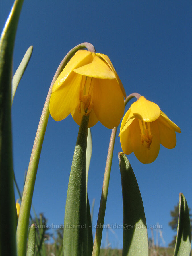 yellow bells (Fritillaria pudica) [Catherine Creek, Gifford Pinchot National Forest, Klickitat County, Washington]